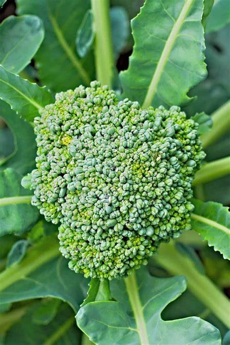 How To Plant And Grow Broccoli Gardeners Path