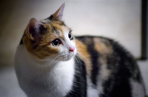 Be kind to your kitty and teach children to treat cats and kittens gently. Cute Pictures of Calico Cats and Kittens