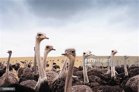 Ostriches Struthio Camelus On Farm S Africa Photos And Premium High Res