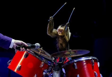 Psbattle Monkey Playing The Drums Rphotoshopbattles