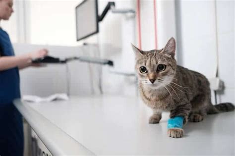 Bladder Stones In Cats Causes Symptoms And Treatment