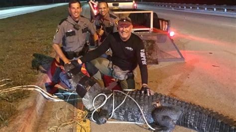 Alligator Caught Crossing The Road In Collier County
