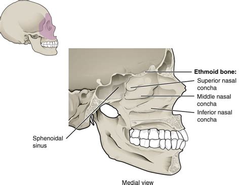 Concha Nasal Explicada Anatomia 101 Para Pacientes