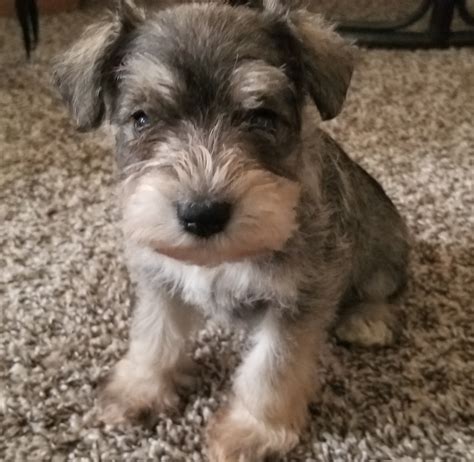 The miniature schnauzer breed is such an intelligent breed and is sure to turn heads wherever he or she if you are interested in purchasing a miniature schnauzer puppy from us, you can visit our. Miniature Schnauzer Puppies For Sale | Acworth, GA #300227