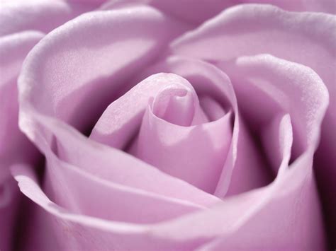 Light Purple Roses | Purple rose | Purple Roses | Pinterest | Purple roses, Rose and Light purple