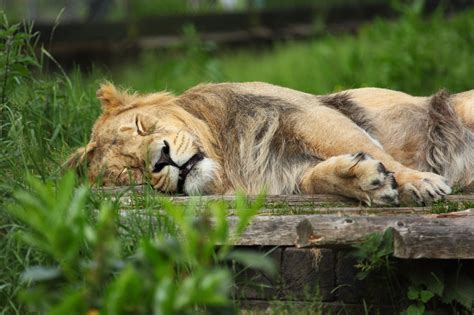 Sleeping Lion Free Stock Photo Public Domain Pictures
