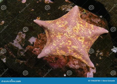 Bat Star Starfish Asterina Miniata Stock Photo Image Of Star