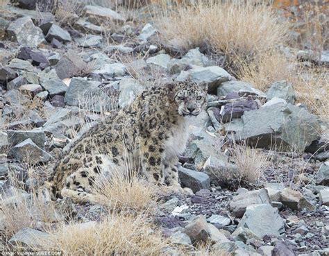 Can You Spot The Snow Leopard Snow Leopard Leopard Hunting Leopards