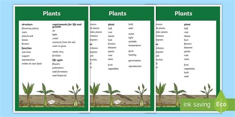 Plant Vocabulary Ks2 Resource Key Science Terms Twinkl