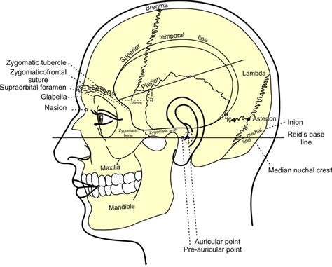 Grays Anatomy Side View Of Head Openclipart