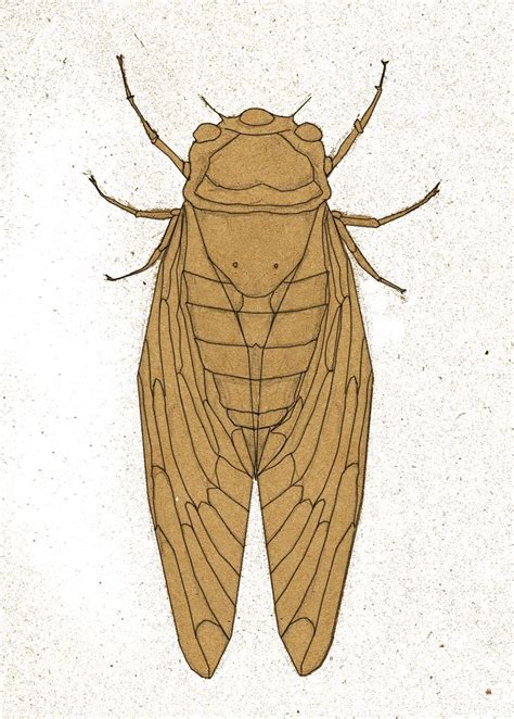 Cicada Animal Illustration Illustration Cicada