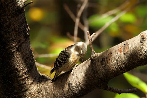 Canon Bird Branch Project Biodiversity Initiatives Bird Photo Guide Japanese Pygmy Woodpecker