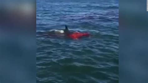Bloody Shark Attack Caught On Camera Cnn Video
