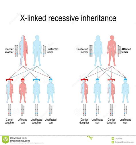 And not a lot of woman are. X-linked Recessive Inheritance Stock Vector - Illustration of diagram, ichthyosis: 124122834