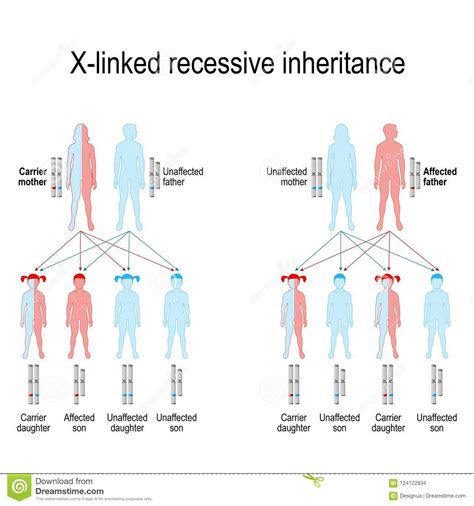 Women have two of these, so it is statistically less likely that a woman would express this recessive trait and much more likely that it would be masked by a dominate x chromosome. X-linked Recessive Inheritance Stock Vector - Illustration ...