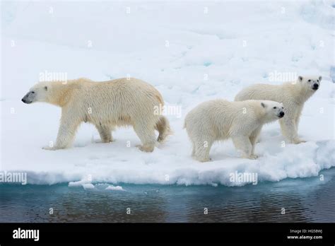 Mother Polar Bear With Two Cubs On The Edge Of A Melting Ice Floe