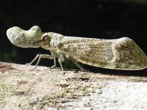 The Rare Peanut Bug Or Fulgora Laternaria Taken In Tikal National Park