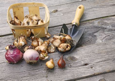 Planting Bulbs For Beautiful Spring Landscape Color