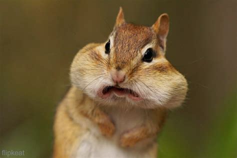 22 Hilarious Photos Of Animals Making Funny Faces Best Photography
