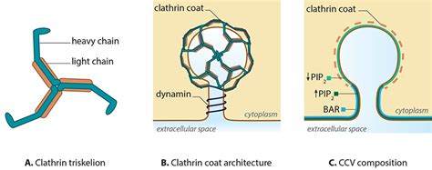 It forms a triskelion shape composed of three clathrin heavy chains and three light chains. What is clathrin-mediated endocytosis? | MBInfo