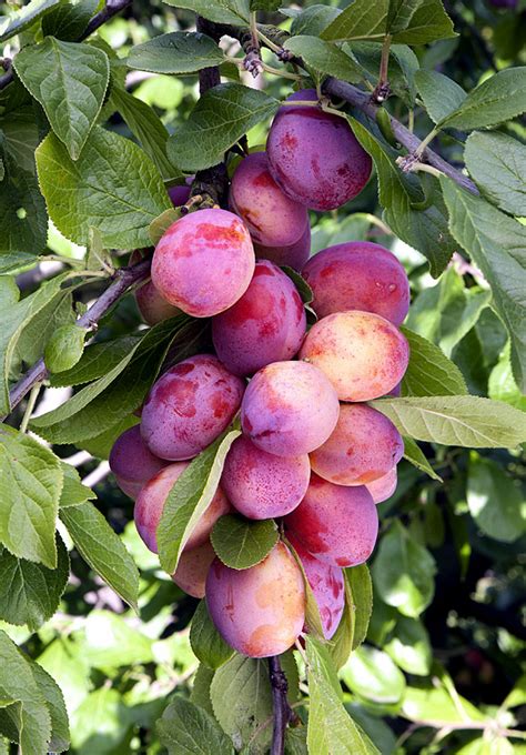 How To Grow Plum Tree In Containers Growing Plums Prunus Naturebring