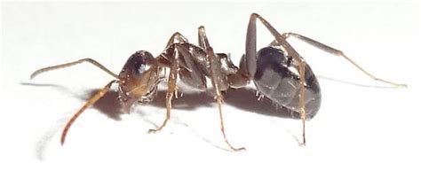 Arizona 5mm Ant Myrmecocystus Bugguidenet