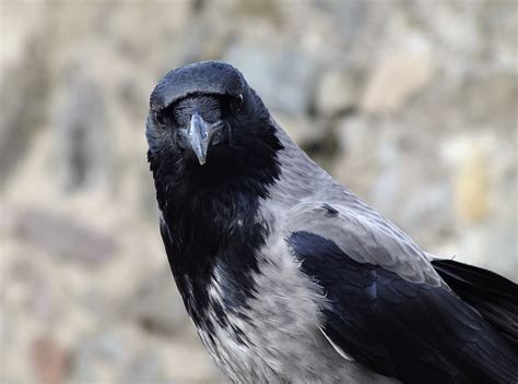 Tick N Go Birding Hooded Crows In Scotland
