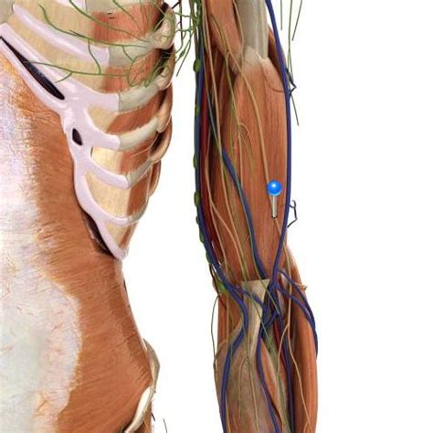 Lateral Antebrachial Cutaneous Nerve 3d Image And Description