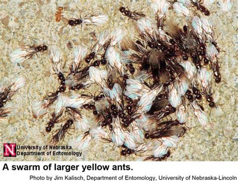 Larger Yellow Ant Nc State Extension Publications