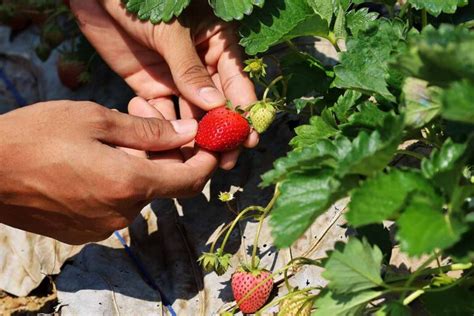 How And When To Harvest Strawberries Gardeners Path