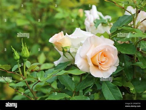 Ivory Pink Rose Stock Photo Alamy