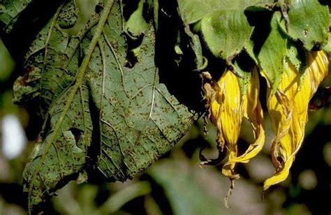 Sunflower Rust Puccinia Helianthi Nexles