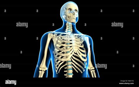 Medical 3d Rendering Illustration Health Science Anatomy Human 3d Hi
