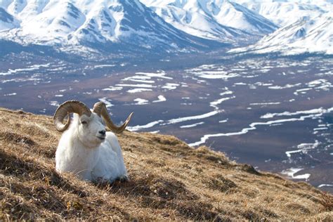 Alaskas Wild Ovid Dalls Sheep National Geographic Society Newsroom