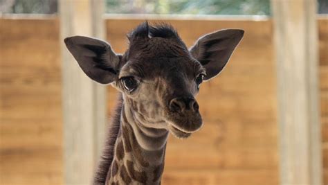 Photos New Baby Giraffe At Brevard Zoo