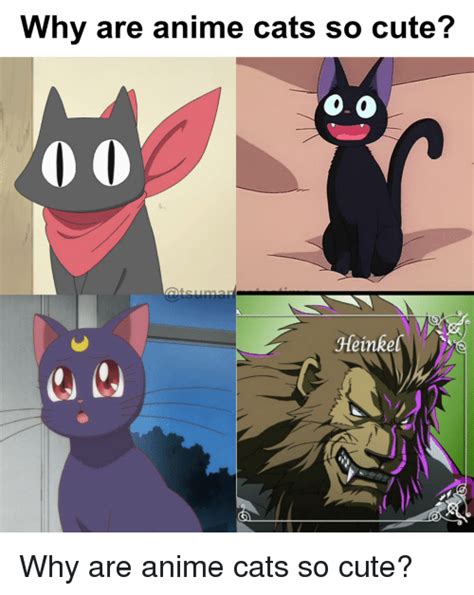 25 Best Memes About Anime Cats Anime Cats Memes