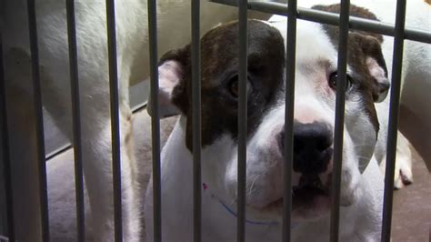 Central California Spca Offering Spay And Neuter Clinic For Dogs And