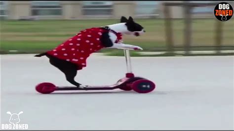 Funny Boston Terrier Compilation Episode 1 2019 Youtube