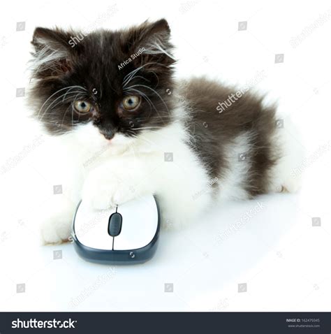 Little Cute Kitten And Computer Mouse Isolated On White
