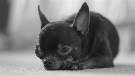 Chihuahua Dog Pics Hd Pets Lovers
