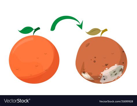 Bad Rotten Grapefruit Food Waste Isolated Vector Image