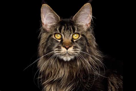 Fun Facts And Information About Maine Coon Cats Pet Friendly House