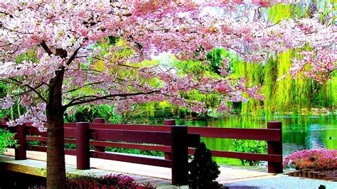 Beautiful Pink Blossom Flowers With Path Between Wood Fence And River
