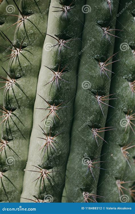 Closeup Of Green Tropical Plant Cactus Stock Photo Image Of Closeup