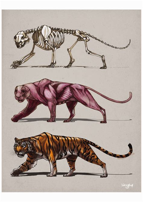 Tigeranatomy 1131×1600 Анатомия животных Рисовать животных