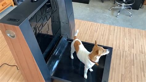 Inuboxs Smart Indoor Dog Toilet Cleans Itself Mashable