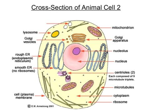Cross Section Of An Animal Cell Diagram Cell Labelled Ks3