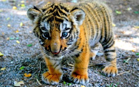 Wallpapers Baby Tiger Cute Wallpaper Cave