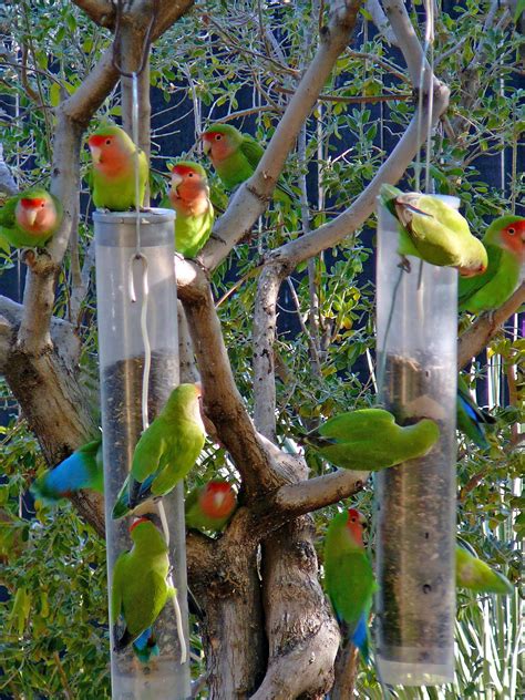 Love Quimper Parrots In Arizonaby Cerélle