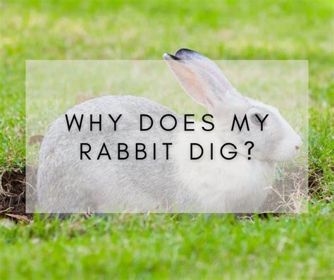 Rabbit 101 Digging Behaviour Explained